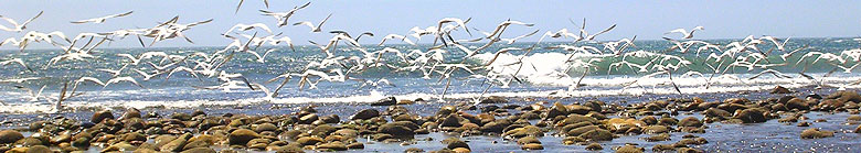 Birdwatching at Playa del Socorro