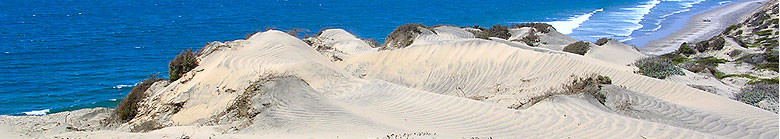 Beach Dunes