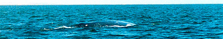 Whale Watching  at Playa del Socorro