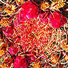 Cactus Flower