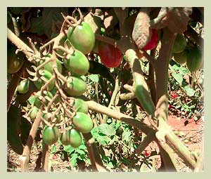 Grape Tomatoes